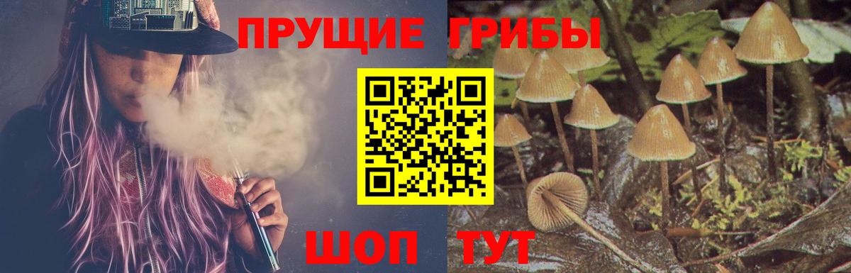 Галлюциногенные грибы Psilocybe Лесосибирск